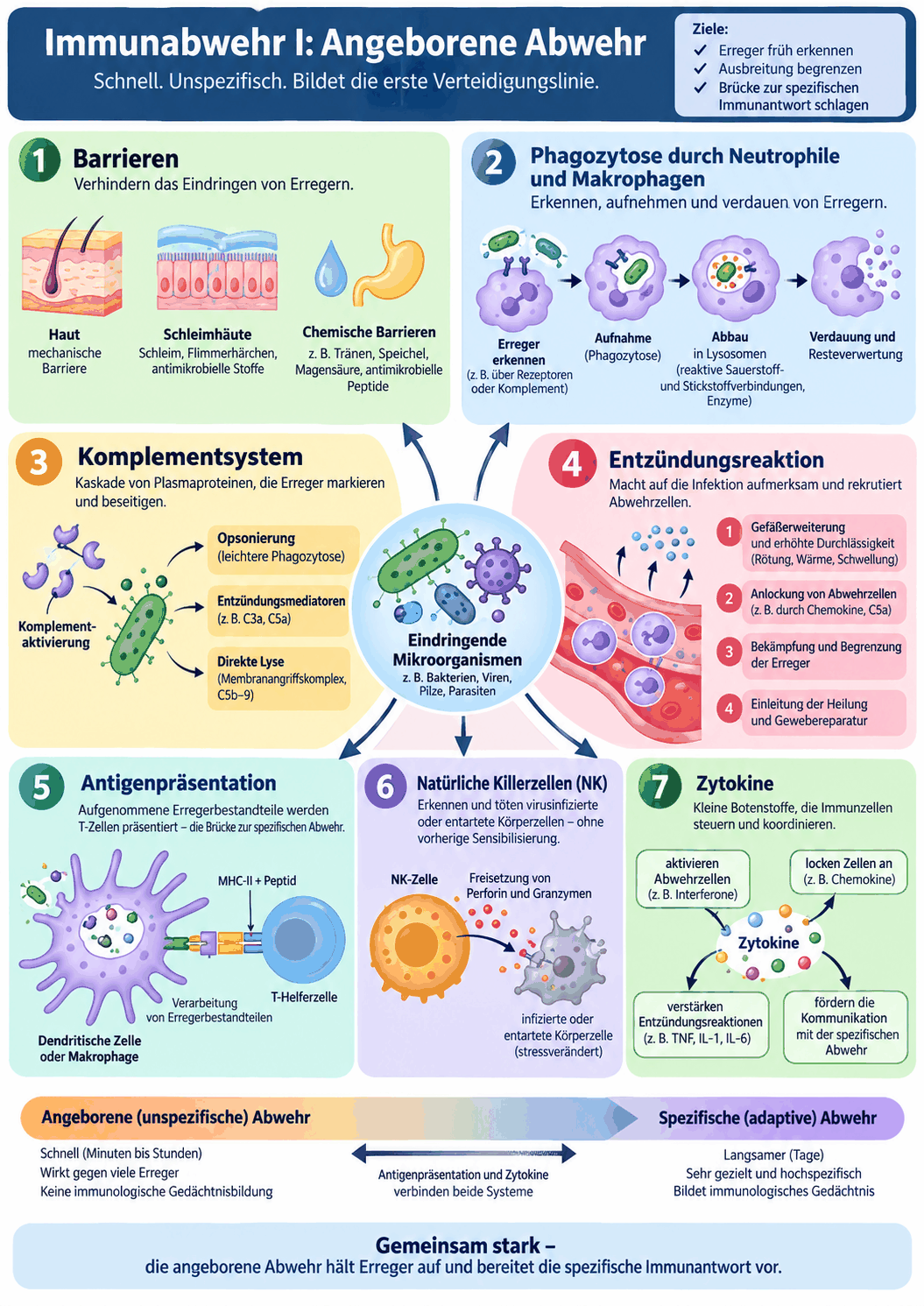 Schema der angeborenen Immunabwehr mit Barrieren, Mustererkennung über Toll-ähnliche Rezeptoren, Margination und Diapedese des Granulozyten, Opsonierung durch Immunglobulin und C3b, Phagolysosom mit oxidativem Ausbruch sowie Komplementkaskade mit klassischem und alternativem Weg und Membranangriffskomplex