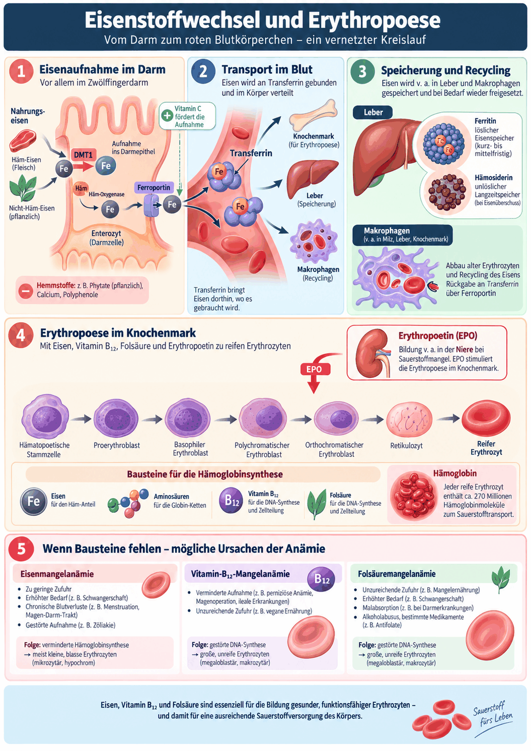 Schema des Eisenkreislaufs mit duodenaler Mukosazelle, Ferrireduktase, Aufnahmetransporter, Ferritinspeicher und Ferroportin, dem Transport an Transferrin im Plasma, der Aufnahme in Erythroblasten sowie dem Recycling aus alten Erythrozyten über Makrophagen und der Hemmung des Ferroportins durch Hepcidin