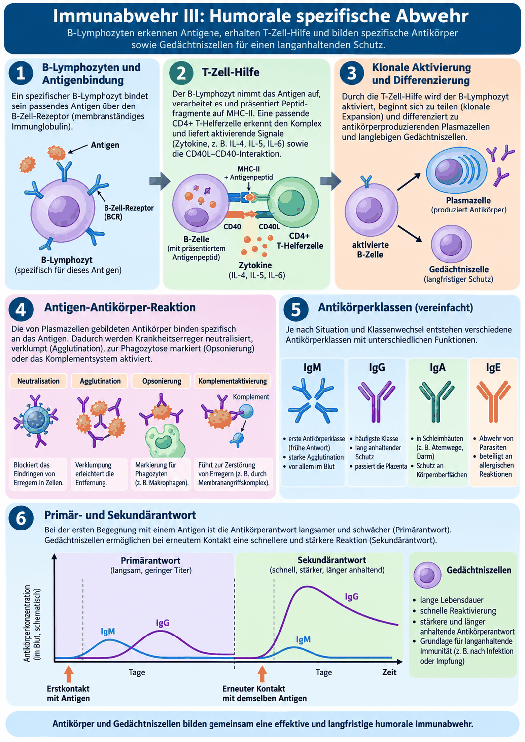 Schema der humoralen Abwehr von der B-Zelle über die Hilfe der T-Helferzelle und den Klassenwechsel zur Plasmazelle sowie Zeitverlauf von Primär- und Sekundärantwort mit Immunglobulin M und Immunglobulin G