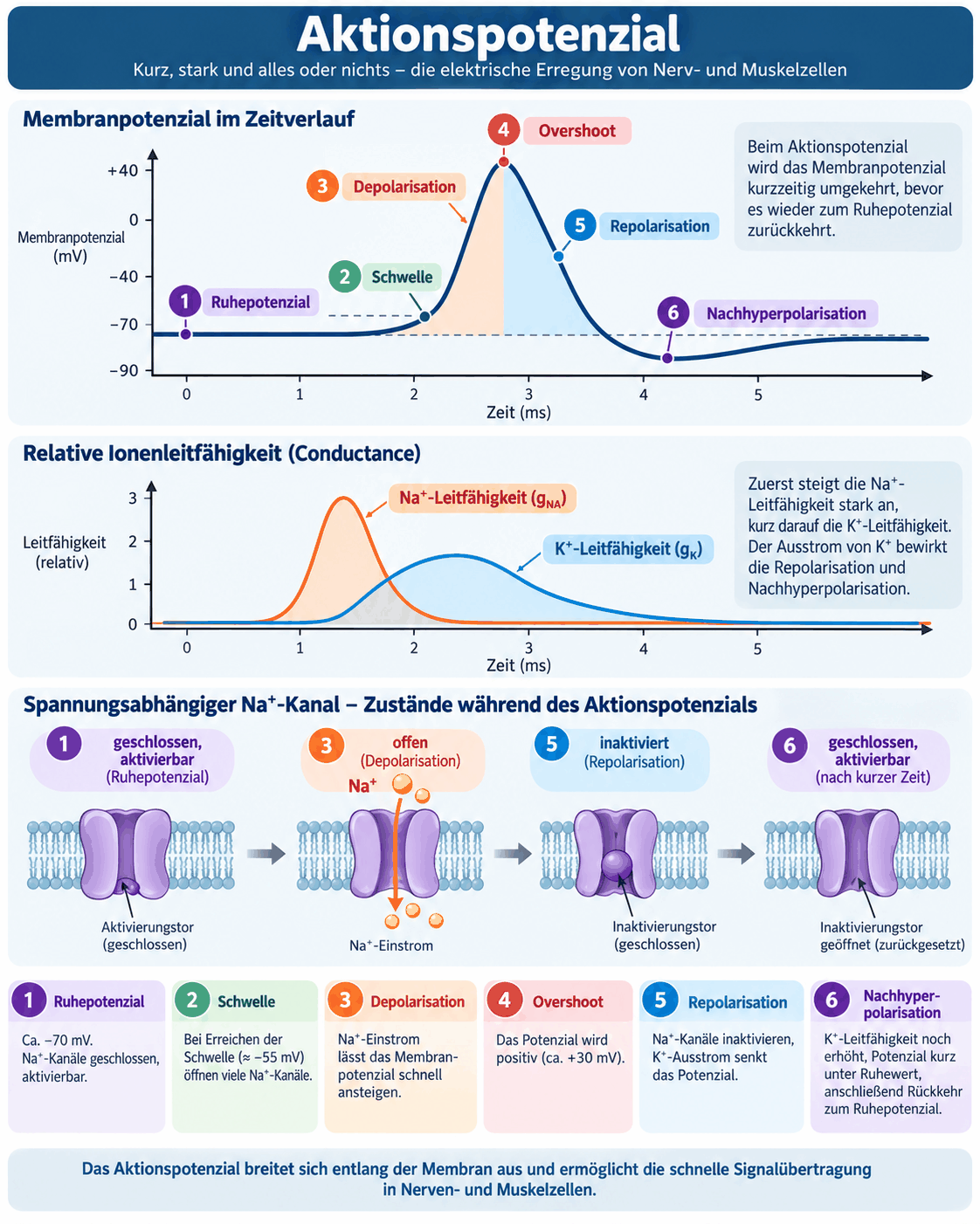 Zeitverlauf eines Aktionspotenzials mit Vordepolarisation, Schwelle, Aufstrich, Überschuss, Repolarisation und Nachhyperpolarisation, darunter die Kurven der Natrium- und Kaliumleitfähigkeit