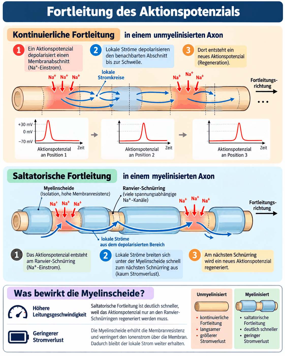Vergleich der kontinuierlichen Fortleitung im unmyelinisierten Axon mit der saltatorischen Fortleitung im myelinisierten Axon