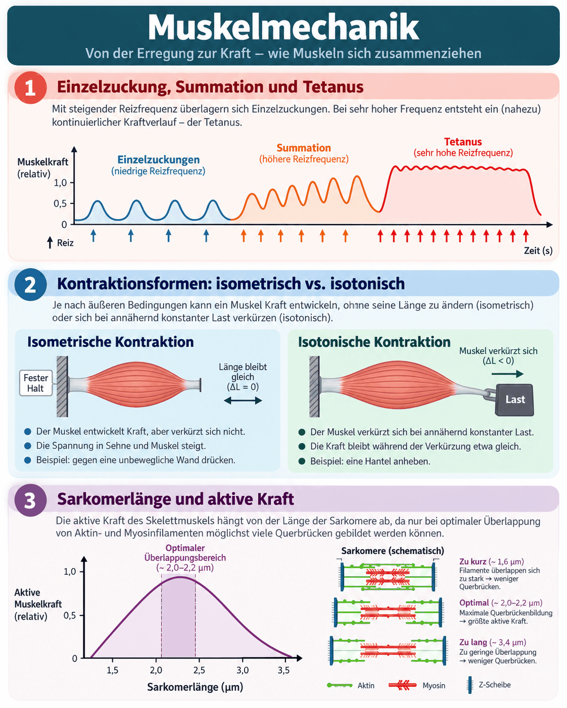 Kraft-Längen-Diagramm des Skelettmuskels mit aktiver Kraft, Ruhedehnungskurve und Gesamtkraft sowie Verlauf von Einzelzuckung, Superposition und Tetanus bei steigender Reizfrequenz