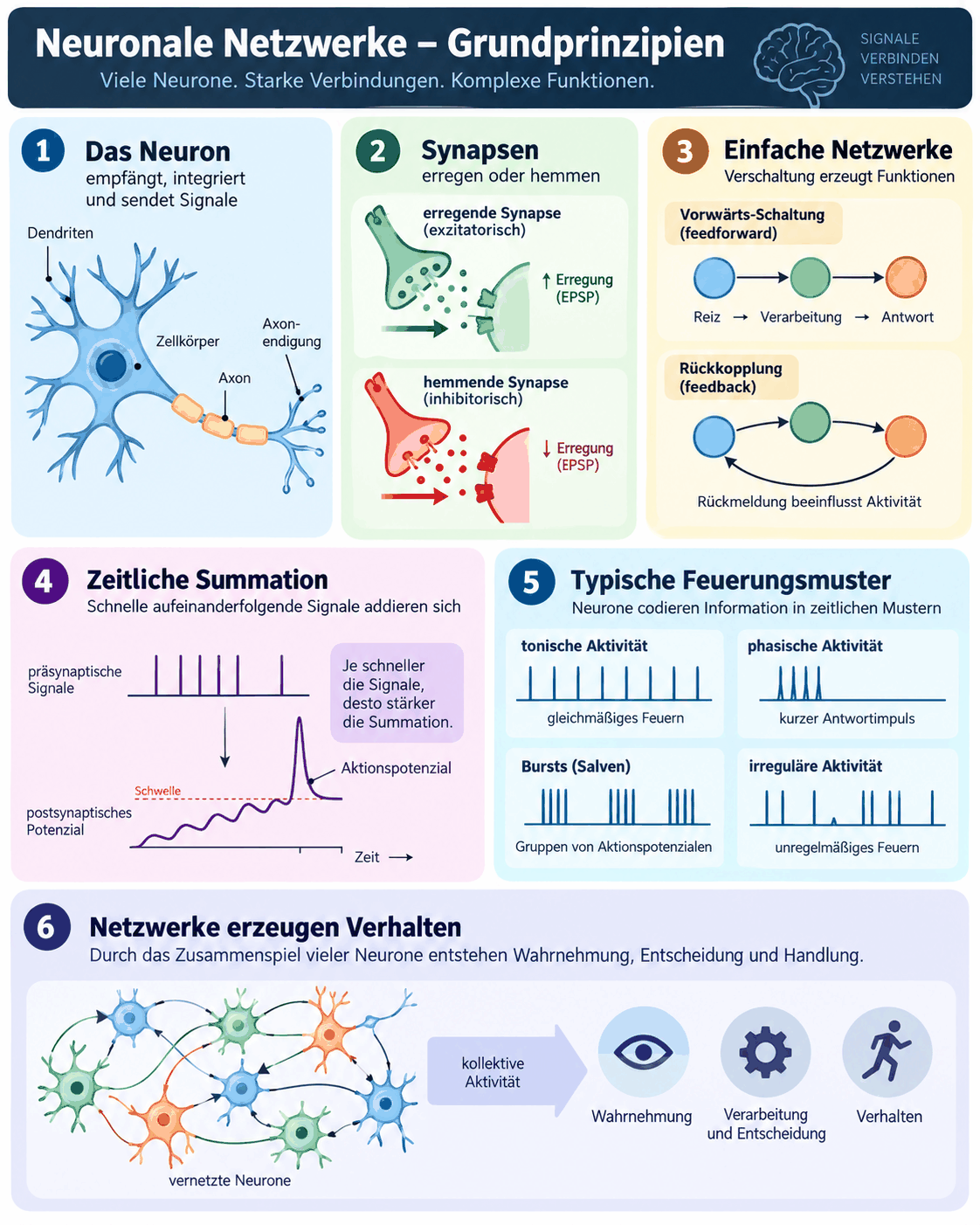 Grundprinzipien neuronaler Netzwerke mit dem Neuron als Empfänger und Sender, erregenden und hemmenden Synapsen, Vorwärts- und Rückkopplungsschaltung, zeitlicher Summation und typischen Feuerungsmustern