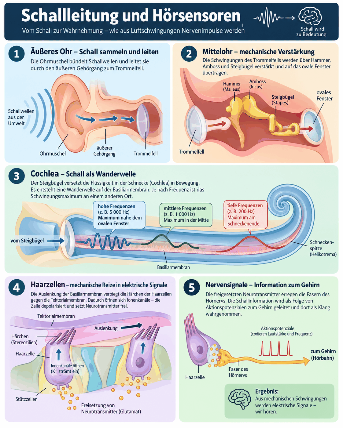Weg des Schalls vom äußeren Ohr über die Gehörknöchelchen des Mittelohrs zur Cochlea mit der Wanderwelle, den Haarzellen als mechanoelektrischen Wandlern und der Weiterleitung über den Hörnerv