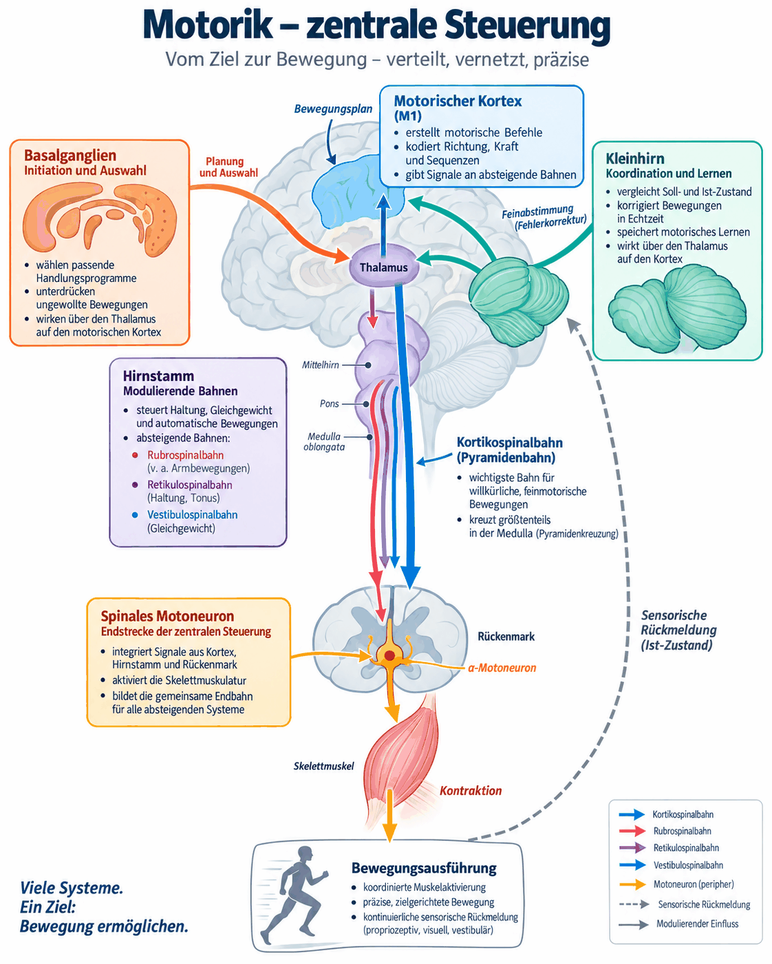 Zentrale Steuerung der Bewegung mit Basalganglien, motorischem Kortex, Kleinhirn, Thalamus, Pyramidenbahn und den modulierenden Bahnen des Hirnstamms bis zum spinalen Motoneuron
