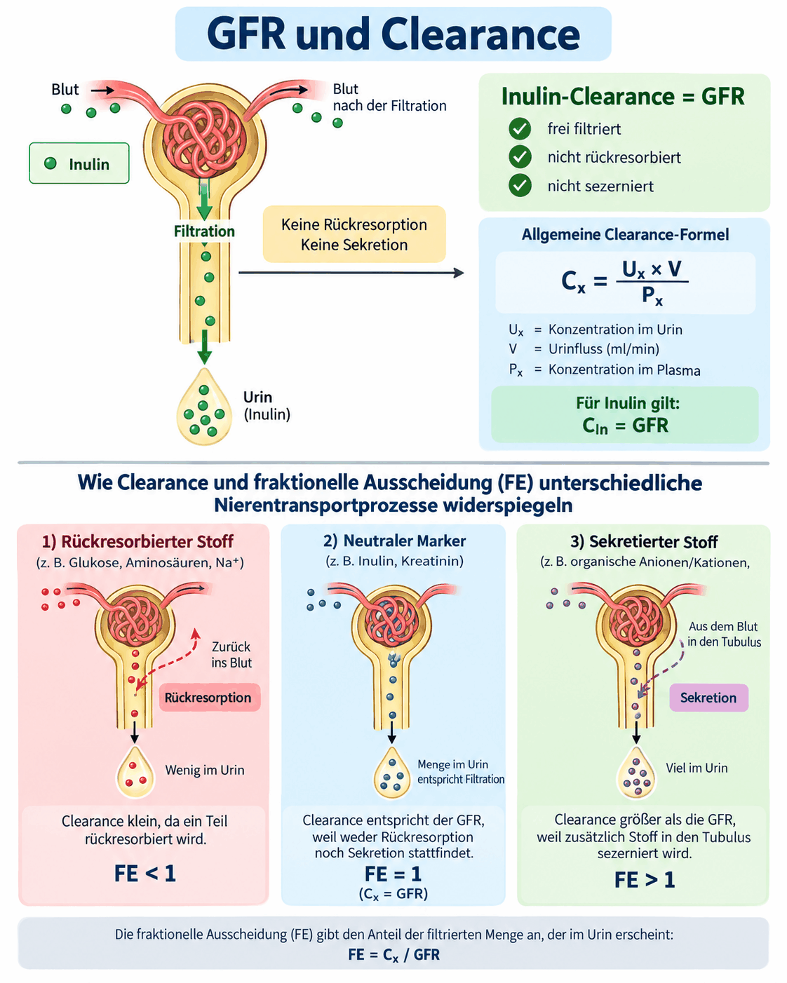 Schema der glomerulären Filtration mit Inulin als frei filtriertem, nicht rückresorbiertem und nicht sezerniertem Marker, der allgemeinen Clearanceformel aus Urinkonzentration mal Harnzeitvolumen geteilt durch Plasmakonzentration sowie drei Beispielen für rückresorbierte, neutrale und sezernierte Stoffe mit fraktioneller Ausscheidung unter, gleich und über eins