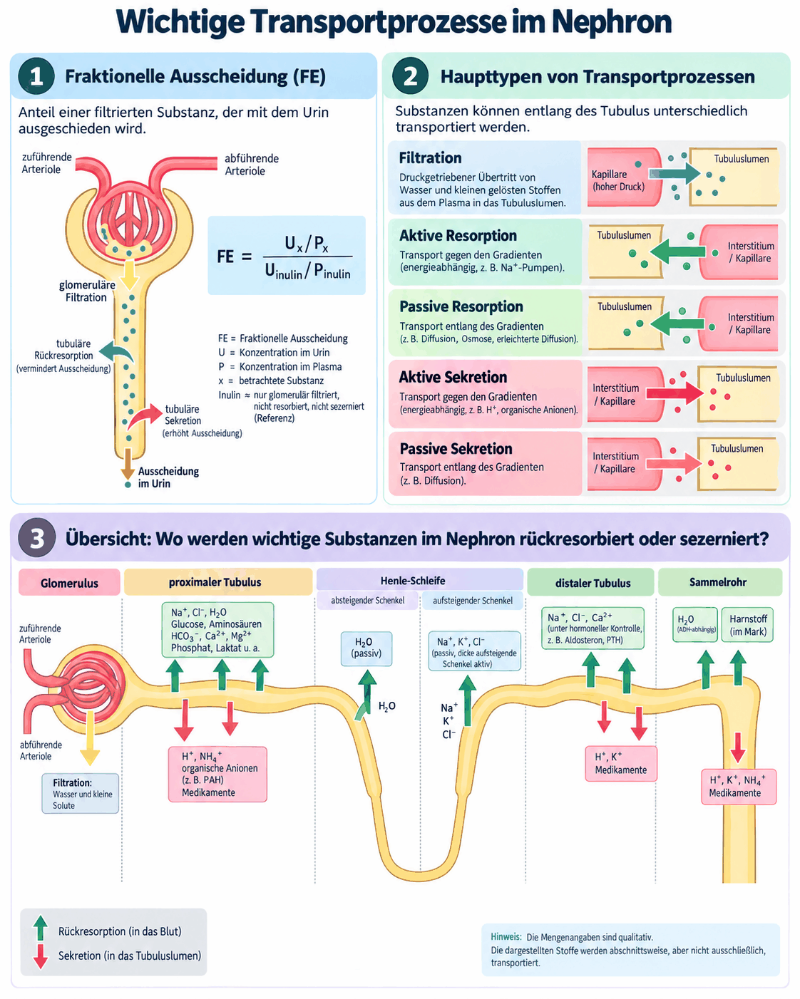 Übersicht der Transportprozesse im Nephron mit der Formel der fraktionellen Ausscheidung, den fünf Haupttypen Filtration, aktive und passive Resorption sowie aktive und passive Sekretion und einer Karte, welche Substanzen in Glomerulus, proximalem Tubulus, Henle-Schleife, distalem Tubulus und Sammelrohr rückresorbiert oder sezerniert werden
