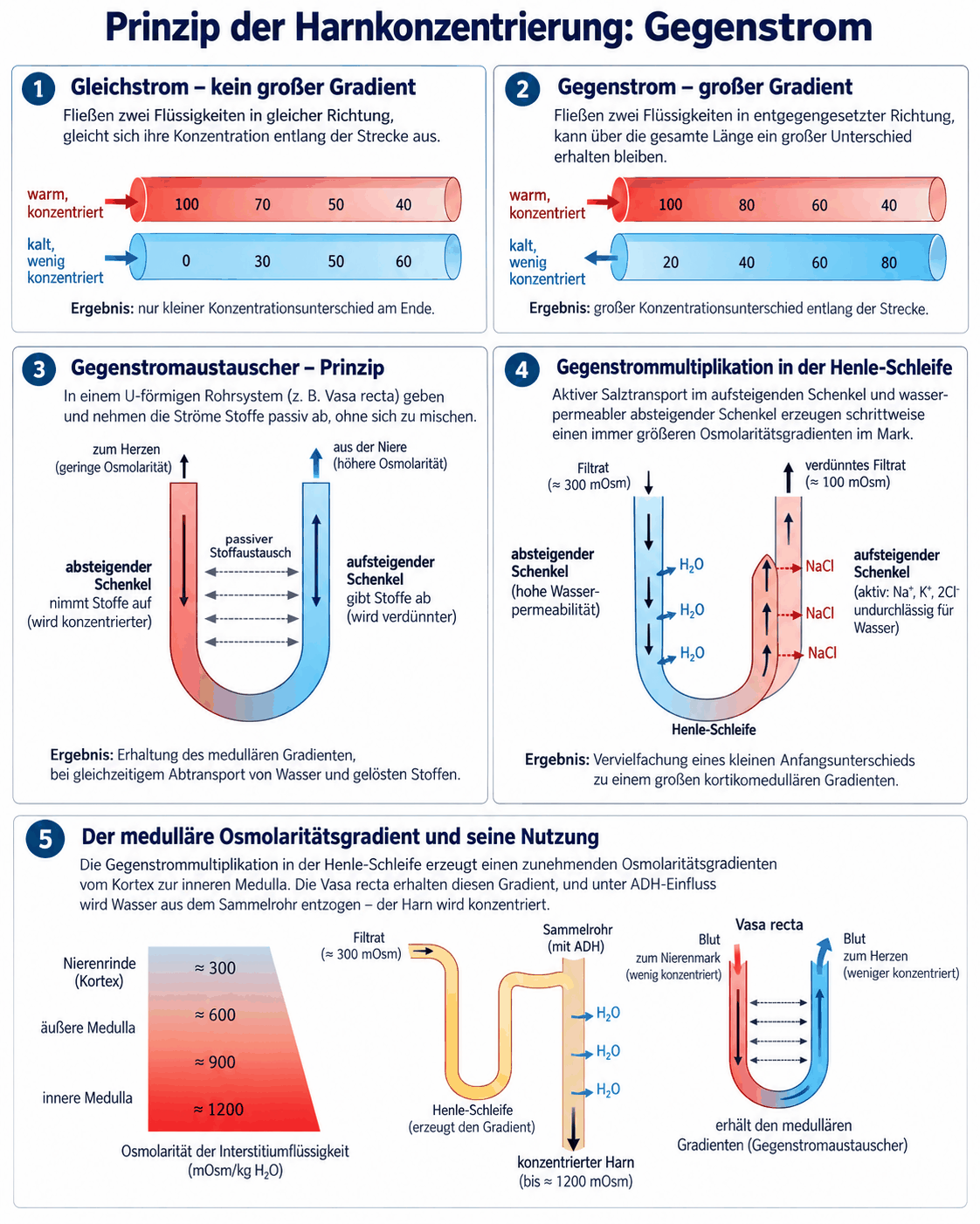 Schema des Gegenstromprinzips mit Gegenstromaustauscher in den Vasa recta, Gegenstrommultiplikator in der Henle-Schleife und dem zunehmenden Osmolalitätsgradienten vom Rindenmarkübergang bis zur Papillenspitze