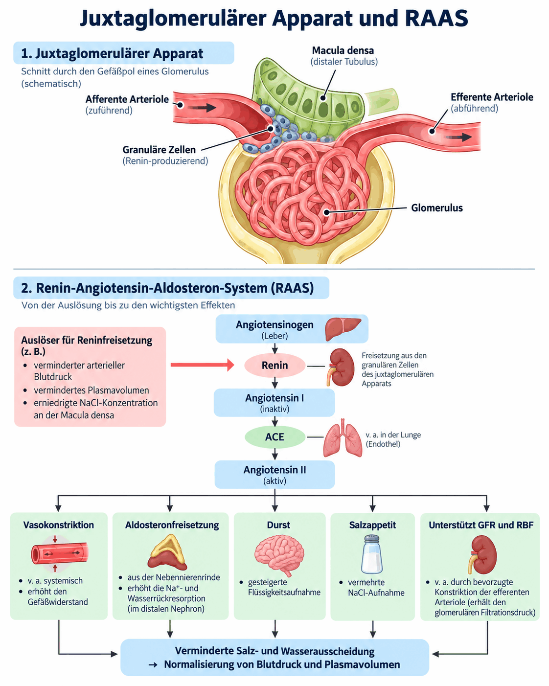 Juxtaglomerulärer Apparat mit Macula densa und Granulazellen der zuführenden Arteriole sowie das Renin-Angiotensin-Aldosteron-System von der Auslösung über Angiotensinogen, Renin und das konvertierende Enzym bis zu den Wirkungen an Gefäß, Tubulus und Nebennierenrinde