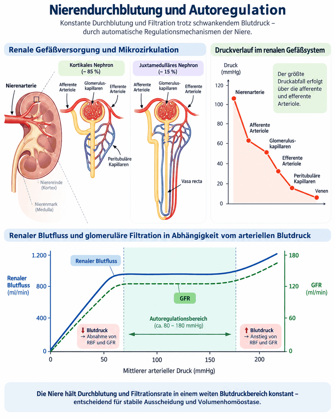 Renale Gefäßversorgung von der Nierenarterie über Segment-, Interlobar- und Bogenarterien bis zu den zuführenden und abführenden Arteriolen, Druckverlauf im Gefäßsystem sowie Autoregulation von Blutfluss und glomerulärer Filtration über den Bereich des mittleren arteriellen Drucks