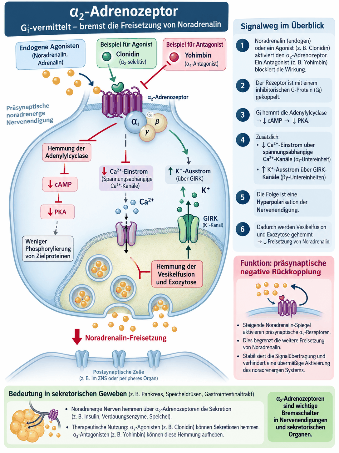 Präsynaptische noradrenerge Nervenendigung mit Alpha-2-Adrenozeptor, inhibitorischem G-Protein, Hemmung der Adenylylcyclase, vermindertem Calciumeinstrom, gesteigertem Kaliumausstrom über GIRK-Kanäle und daraus gehemmter Noradrenalinfreisetzung, mit Clonidin als Agonist und Yohimbin als Antagonist