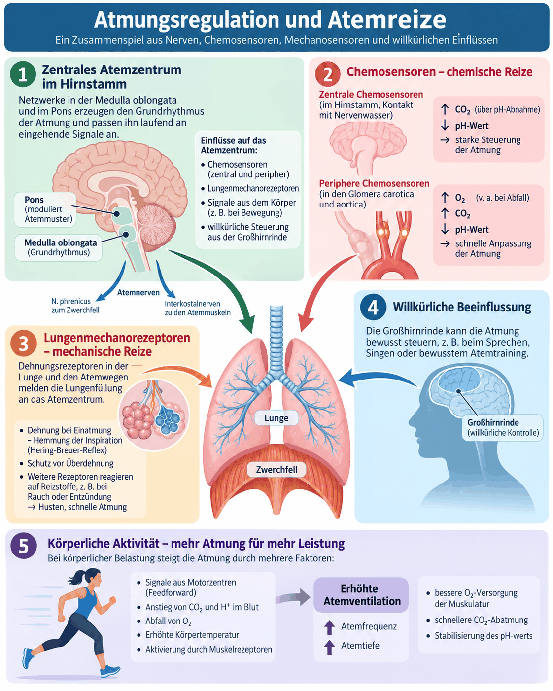 Atemzentrum in Medulla oblongata und Pons mit Atemnerven, zentrale Chemosensoren im Hirnstamm, periphere Chemosensoren in den Glomera carotica und aortica, Lungendehnungsrezeptoren, willkürliche Beeinflussung durch die Großhirnrinde und Mehratmung bei körperlicher Arbeit