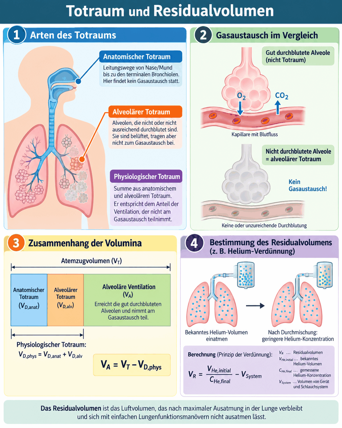 Anatomischer Totraum der leitenden Atemwege, alveolärer Totraum nicht durchbluteter Alveolen und physiologischer Totraum als ihre Summe, Vergleich einer durchbluteten und einer nicht durchbluteten Alveole, Aufteilung des Atemzugvolumens in Totraum und alveoläre Ventilation sowie Bestimmung des Residualvolumens durch Heliumverdünnung