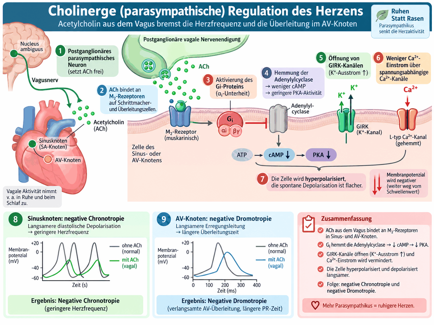 Schaubild der cholinergen Regulation des Herzens vom Nucleus ambiguus über den Vagus zum Sinus- und AV-Knoten mit M2-Rezeptor, hemmendem G-Protein, Hemmung der Adenylylcyclase, Öffnung von Kaliumkanälen und den Folgen für Frequenz und Überleitung