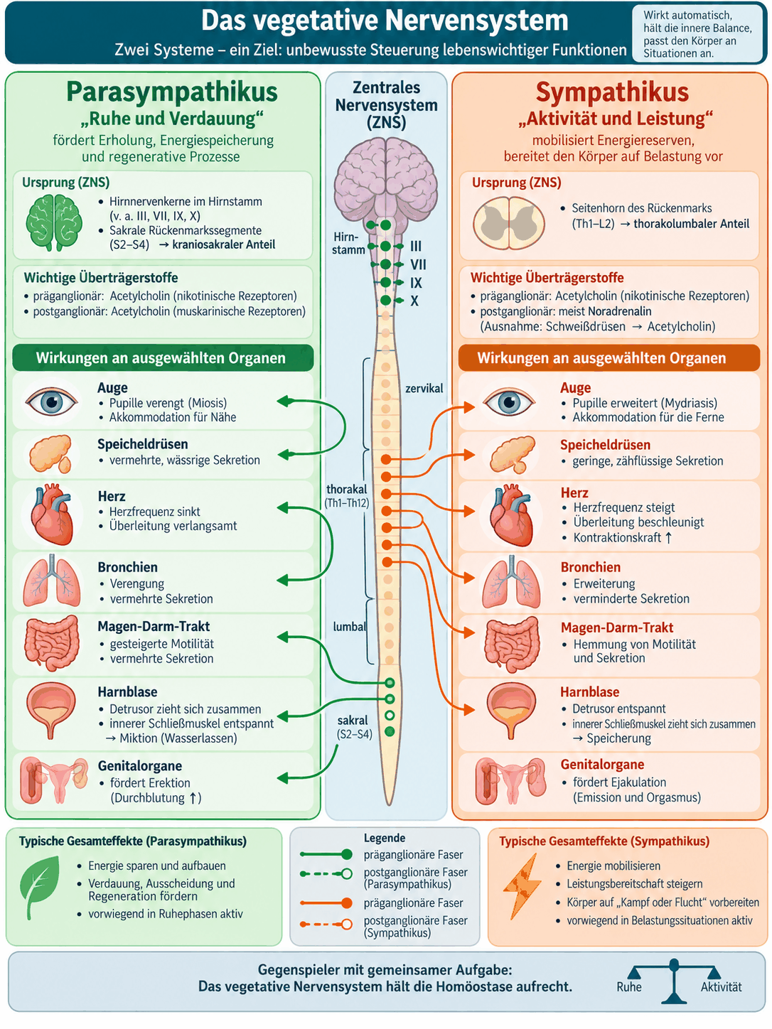 Übersicht über das vegetative Nervensystem mit kraniosakralem Parasympathikus und thorakolumbalem Sympathikus, ihren Überträgerstoffen und Wirkungen an Auge, Speicheldrüsen, Herz, Bronchien, Darm, Harnblase und Genitalorganen