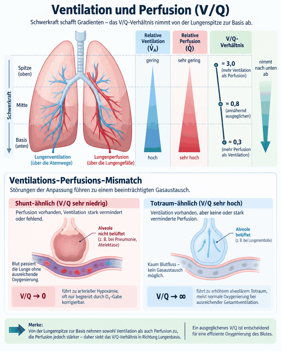 Lunge mit von der Spitze zur Basis zunehmender Ventilation und noch stärker zunehmender Perfusion, daraus abnehmendes Ventilations-Perfusions-Verhältnis, sowie Gegenüberstellung einer shuntähnlichen Einheit mit sehr niedrigem und einer totraumähnlichen Einheit mit sehr hohem Verhältnis