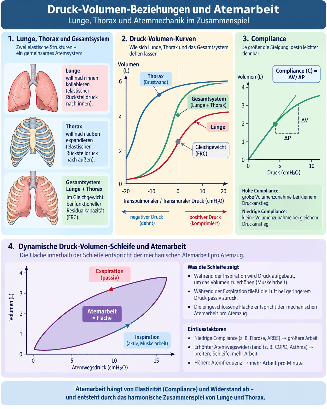 Schaubild der Druck-Volumen-Beziehungen mit den Rückstellkräften von Lunge und Thorax, den statischen Druck-Volumen-Kurven von Lunge, Thorax und Gesamtsystem, der Definition der Compliance als Volumen- je Druckänderung und einer dynamischen Druck-Volumen-Schleife