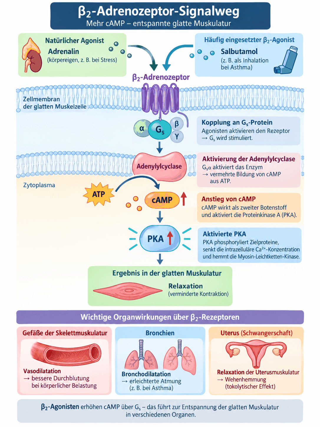 Schaubild des Beta-2-Adrenozeptor-Signalwegs mit Adrenalin und Salbutamol als Agonisten, Kopplung an das Gs-Protein, Aktivierung der Adenylylcyclase, Anstieg von zyklischem Adenosinmonophosphat, Proteinkinase A und Relaxation der glatten Muskulatur mit Wirkungen an Gefäßen, Bronchien und Uterus