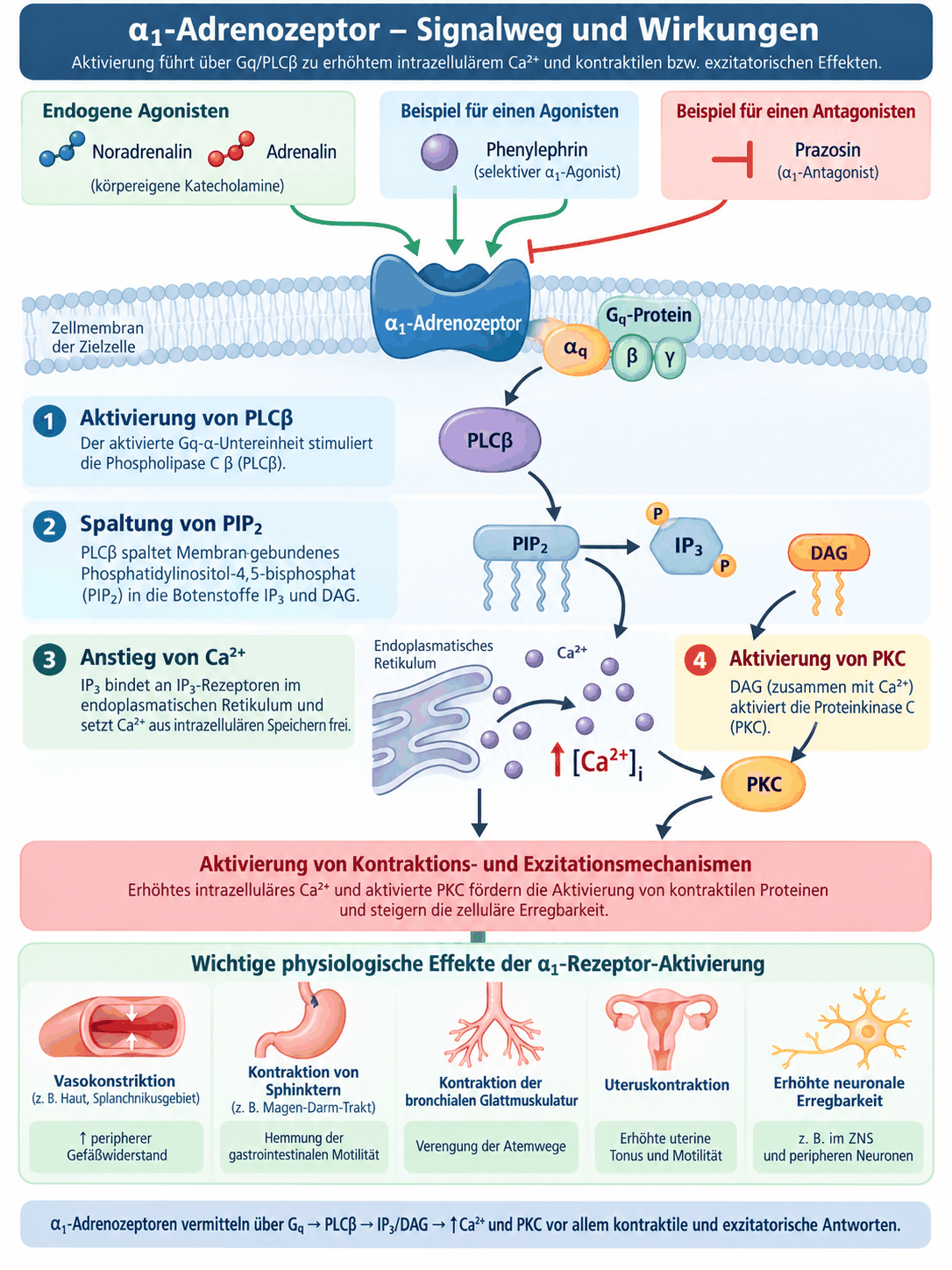 Schaubild des Alpha-1-Adrenozeptors mit Gq-Protein, Phospholipase C beta, Spaltung von Phosphatidylinositolbisphosphat in Inositoltrisphosphat und Diacylglycerol, Calciumfreisetzung, Proteinkinase C und den Wirkungen an Gefäßen und Sphinkteren