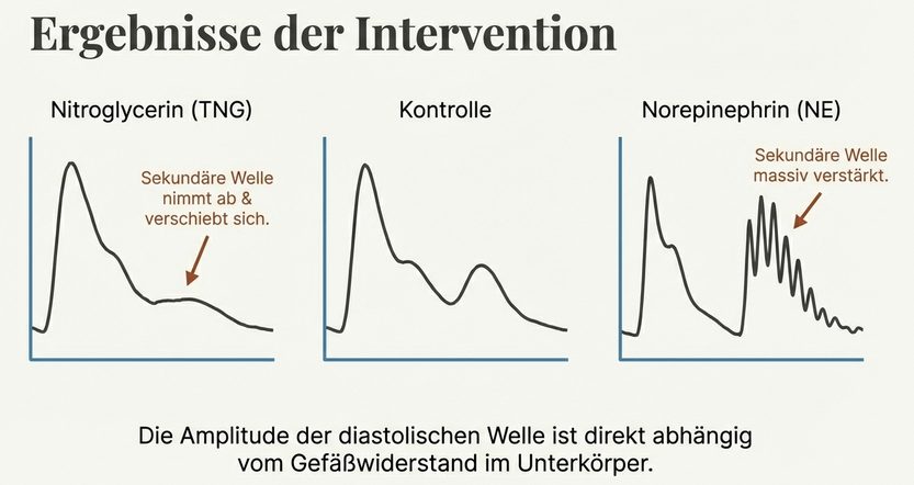 Ergebnisse der Intervention: Reflexion und Gefäßtonus
