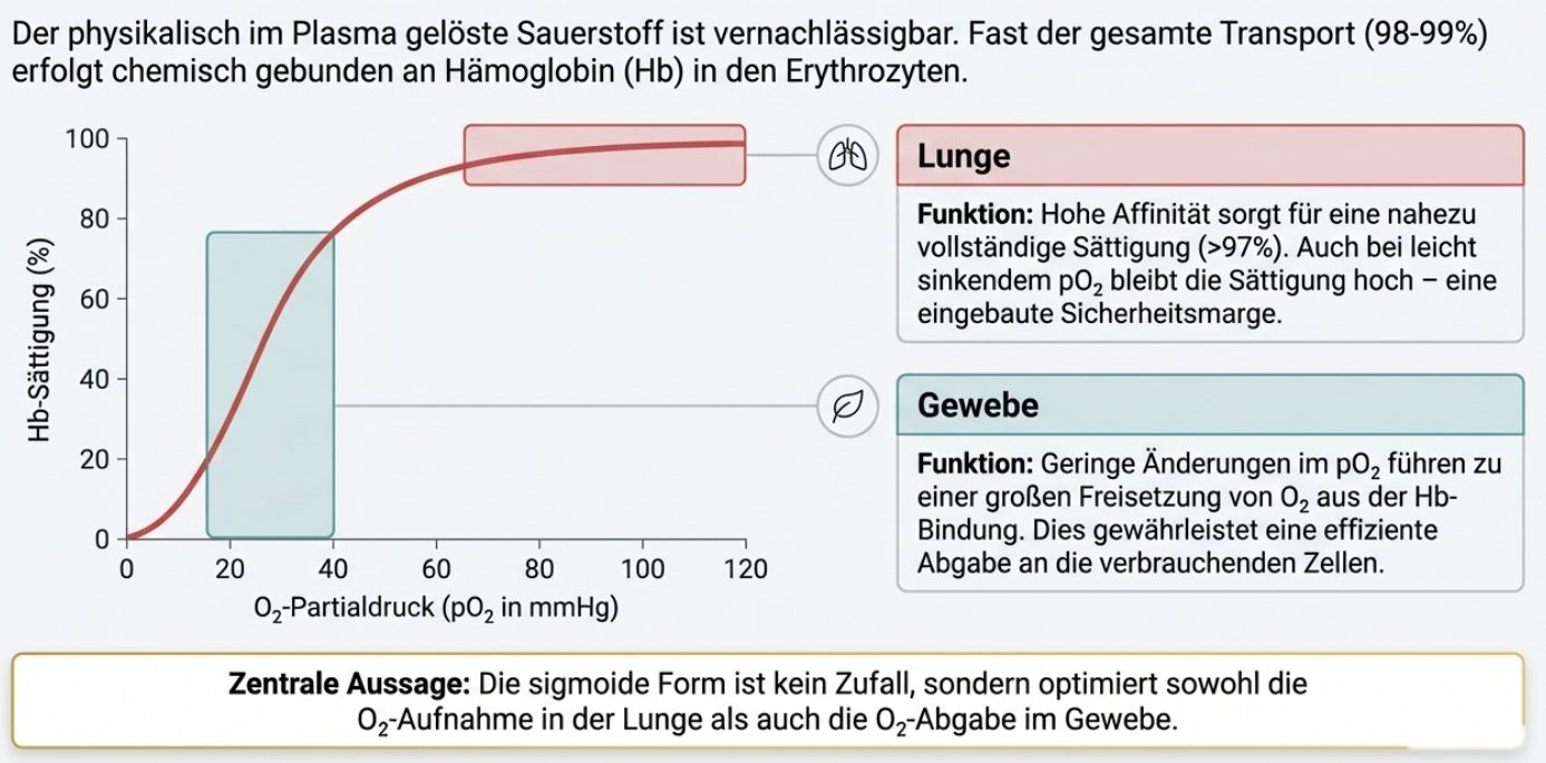 Sauerstoffbindung an Hämoglobin