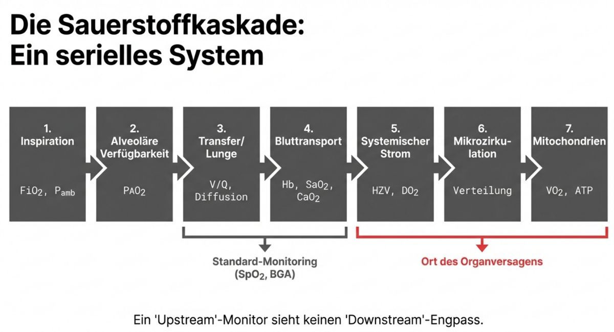 Abbildung 2: Sauerstoffkaskade