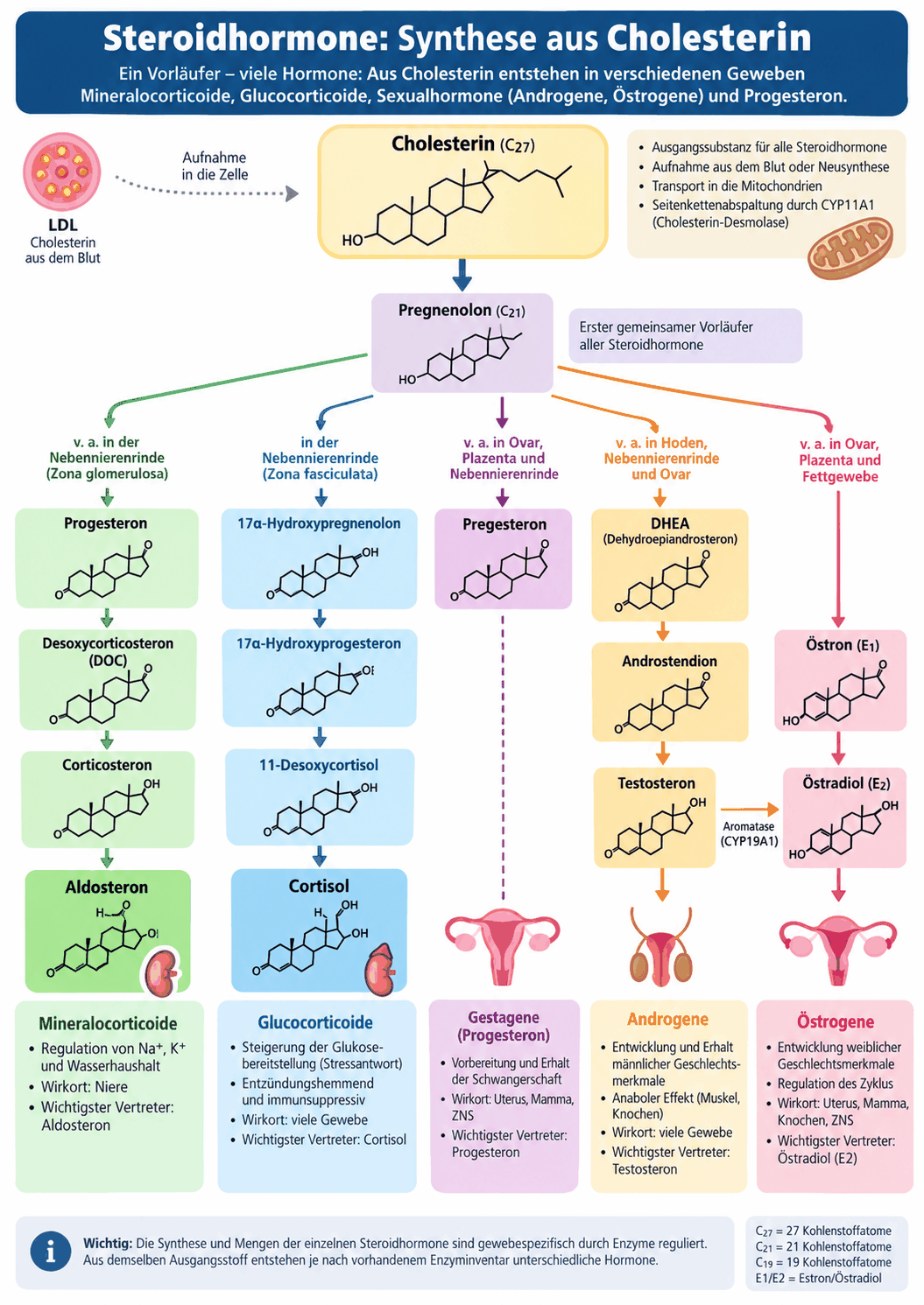 Syntheseweg der Steroidhormone aus Cholesterin über Pregnenolon zu den Mineralokortikoiden, Glukokortikoiden, Androgenen und Östrogenen mit der Zuordnung zu den drei Zonen der Nebennierenrinde und den Gonaden
