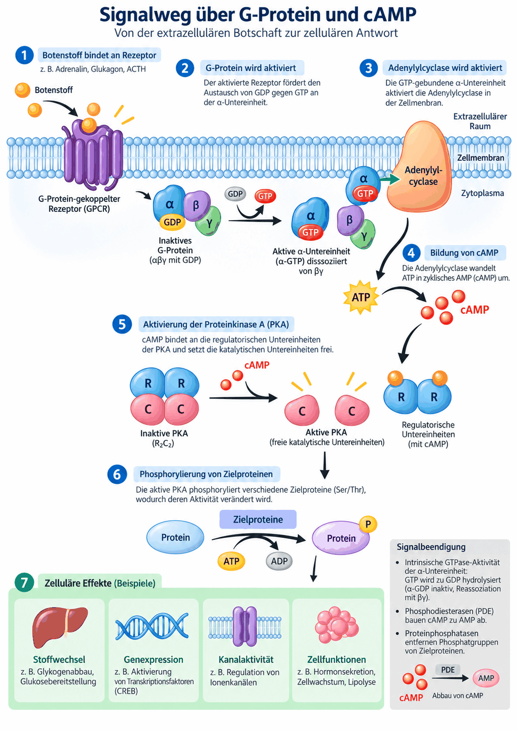 Signalweg eines G-Protein-gekoppelten Rezeptors von der Hormonbindung über die Aktivierung des stimulierenden G-Proteins und der Adenylatcyclase zur Bildung von cAMP, zur Proteinkinase A und zur Phosphorylierung der Zielproteine