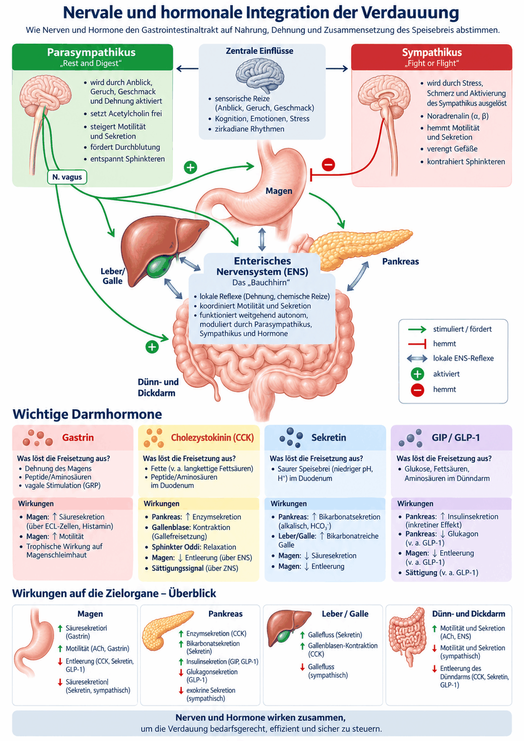 Schema der nervalen und hormonellen Steuerung der Verdauung mit Parasympathikus, Sympathikus, enterischem Nervensystem und den Hormonen Gastrin, Cholecystokinin, Sekretin, GIP und GLP-1