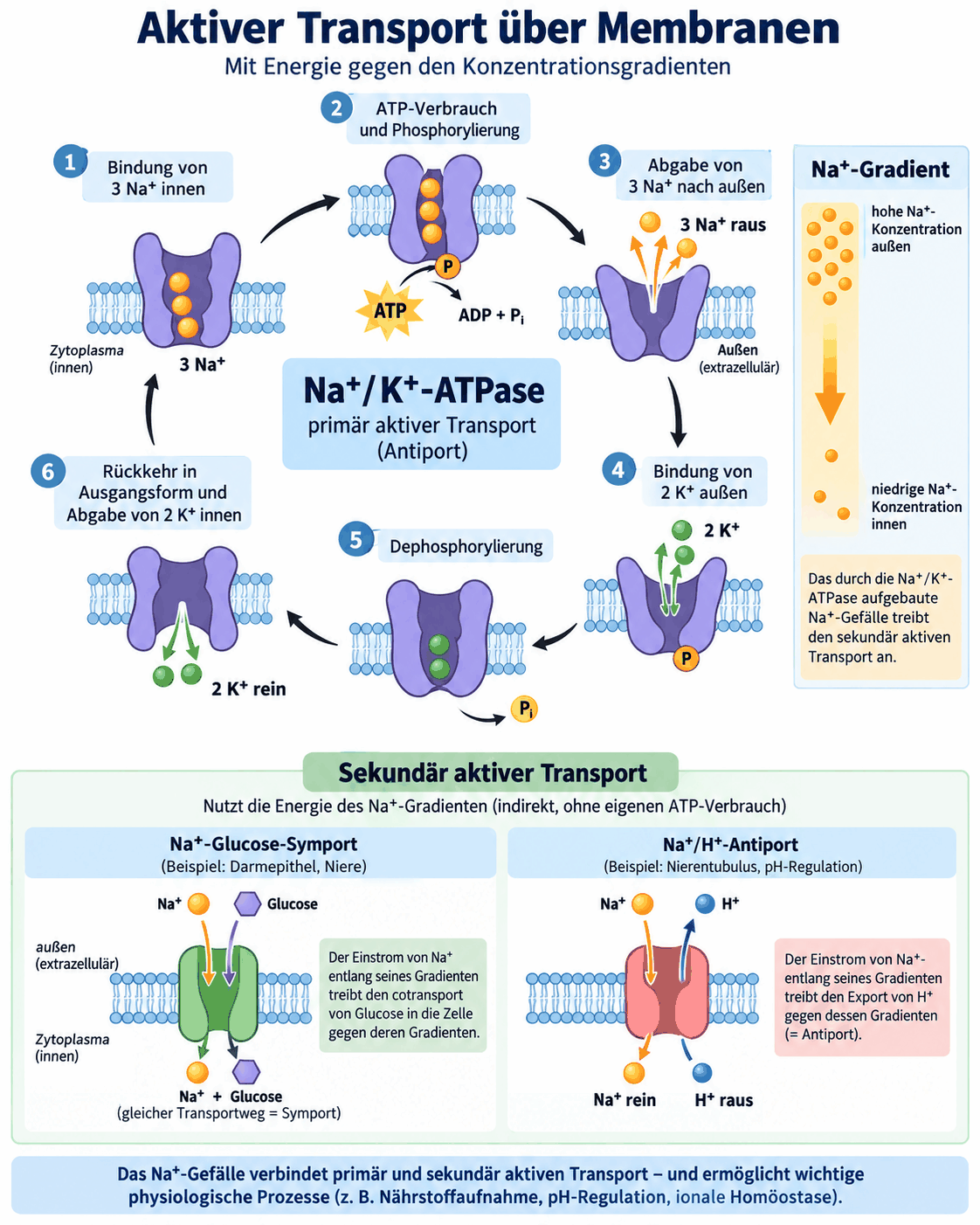 Zyklus der Natrium-Kalium-ATPase in sechs Schritten mit Bindung von drei Natriumionen, Phosphorylierung, Abgabe nach außen, Bindung von zwei Kaliumionen, Dephosphorylierung und Rückkehr; darunter sekundär aktiver Transport als Natrium-Glucose-Symport und Natrium-Protonen-Antiport.