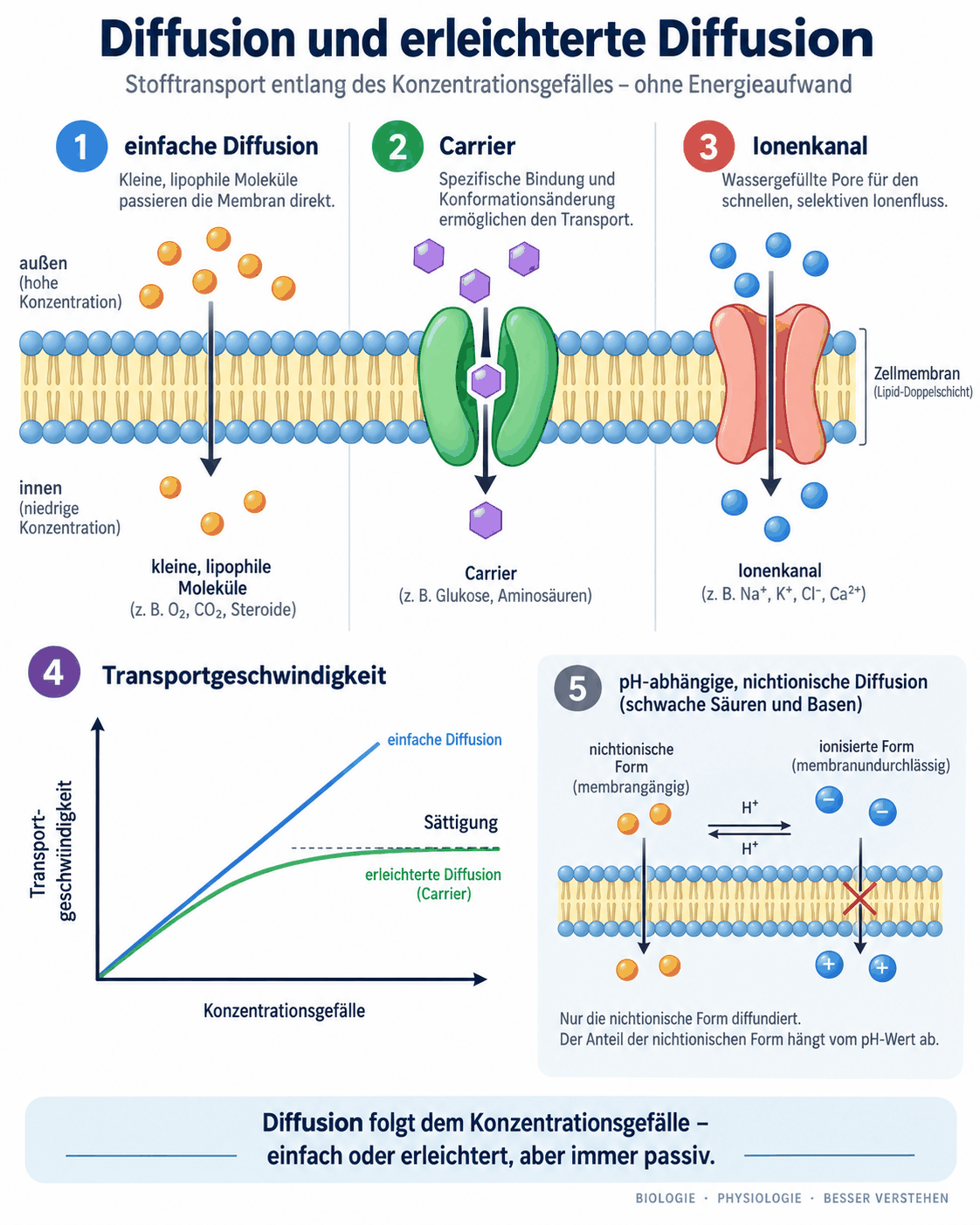 Einfache Diffusion kleiner lipophiler Moleküle, Carrier-vermittelte erleichterte Diffusion und Ionenkanal, darunter Sättigungskurve der erleichterten Diffusion im Vergleich zur linearen einfachen Diffusion sowie pH-abhängige nichtionische Diffusion schwacher Säuren und Basen.