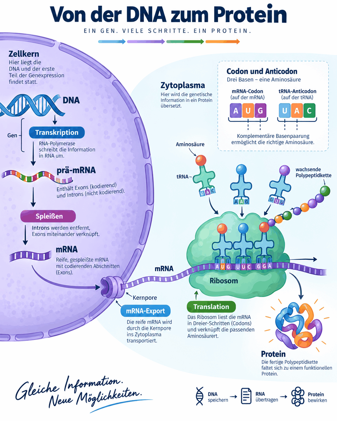 Weg von der DNA zum Protein: Transkription im Zellkern, Spleißen der prä-mRNA mit Entfernung der Introns, mRNA-Export durch die Kernpore, Translation am Ribosom mit Codon und Anticodon, Faltung zum fertigen Protein.