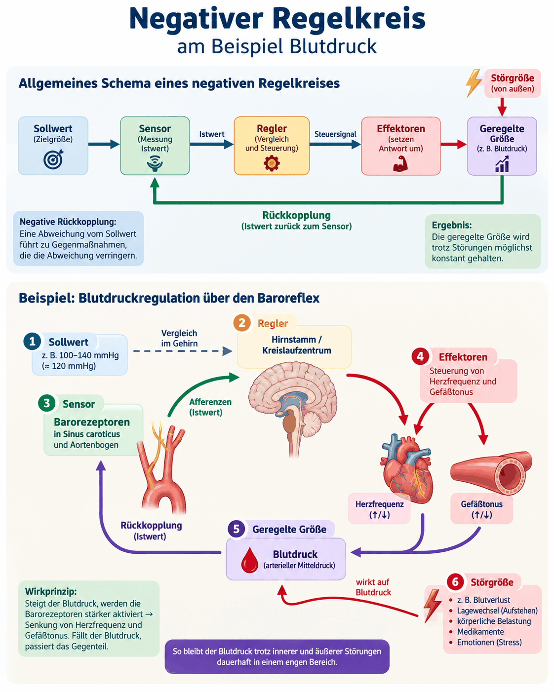 Schema eines negativen Regelkreises mit Sollwert, Sensor, Regler, Effektoren, geregelter Größe und Rückkopplung, darunter das Beispiel der Blutdruckregelung über Barorezeptoren, Hirnstamm, Herzfrequenz und Gefäßtonus.