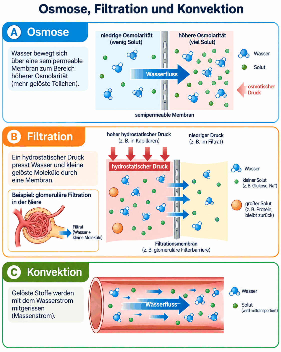 Drei Prinzipien: Osmose mit Wasserfluss zur höheren Osmolarität über eine semipermeable Membran, Filtration mit hydrostatischem Druck am Beispiel der glomerulären Filtration und Konvektion mit Mitführung gelöster Stoffe im Wasserstrom.